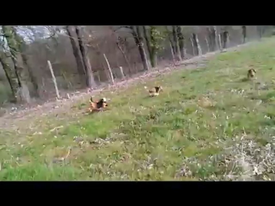 Parc d'entrainement sur liévre Mars 2013