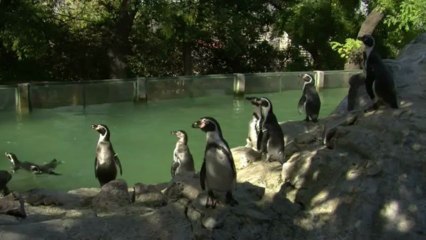 Pinguins correm risco de extinção no Chile