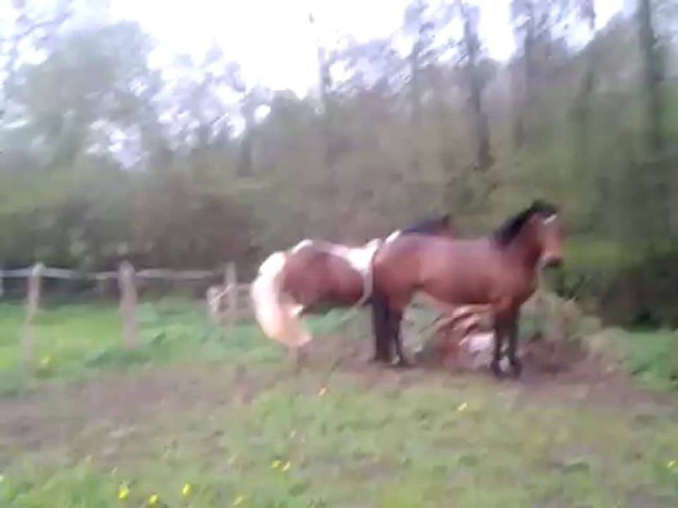 storm et ombre a l'herbe !!!