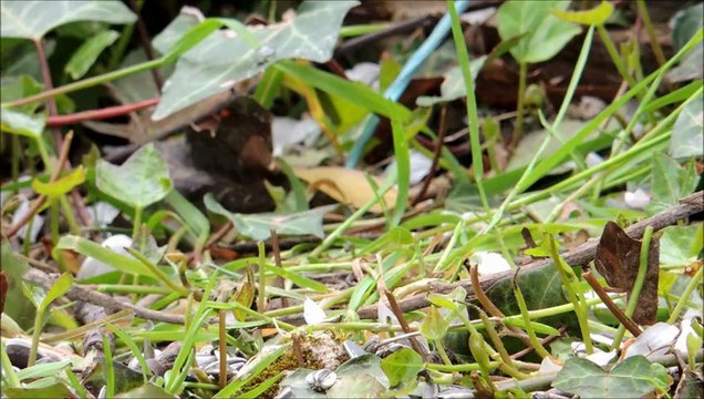 Les oiseaux au printemps
