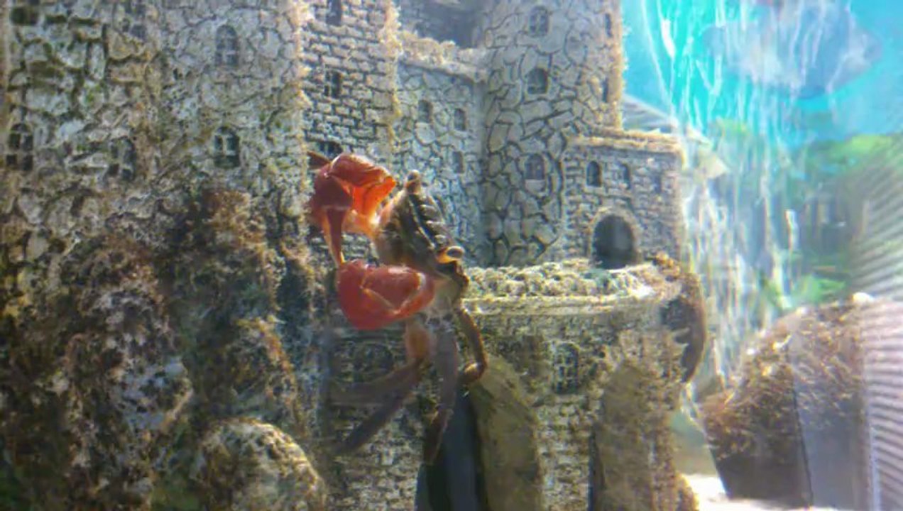 Crabe aux pinces rouges