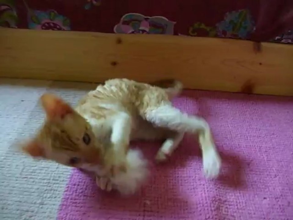 petit male red and white, 8 semaines