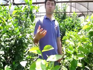 Saksıda Balkonda Terasta Ev İçerisinde Lİmon Yetiştiriciliği