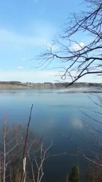 LES OIES DES NEIGES SUR UN BEAU PAYSAGE AVRIL 2013