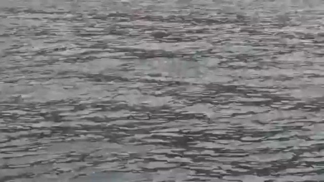 Grands Dauphins - Baie de Girolata (Corse) - le 25 avril 2013