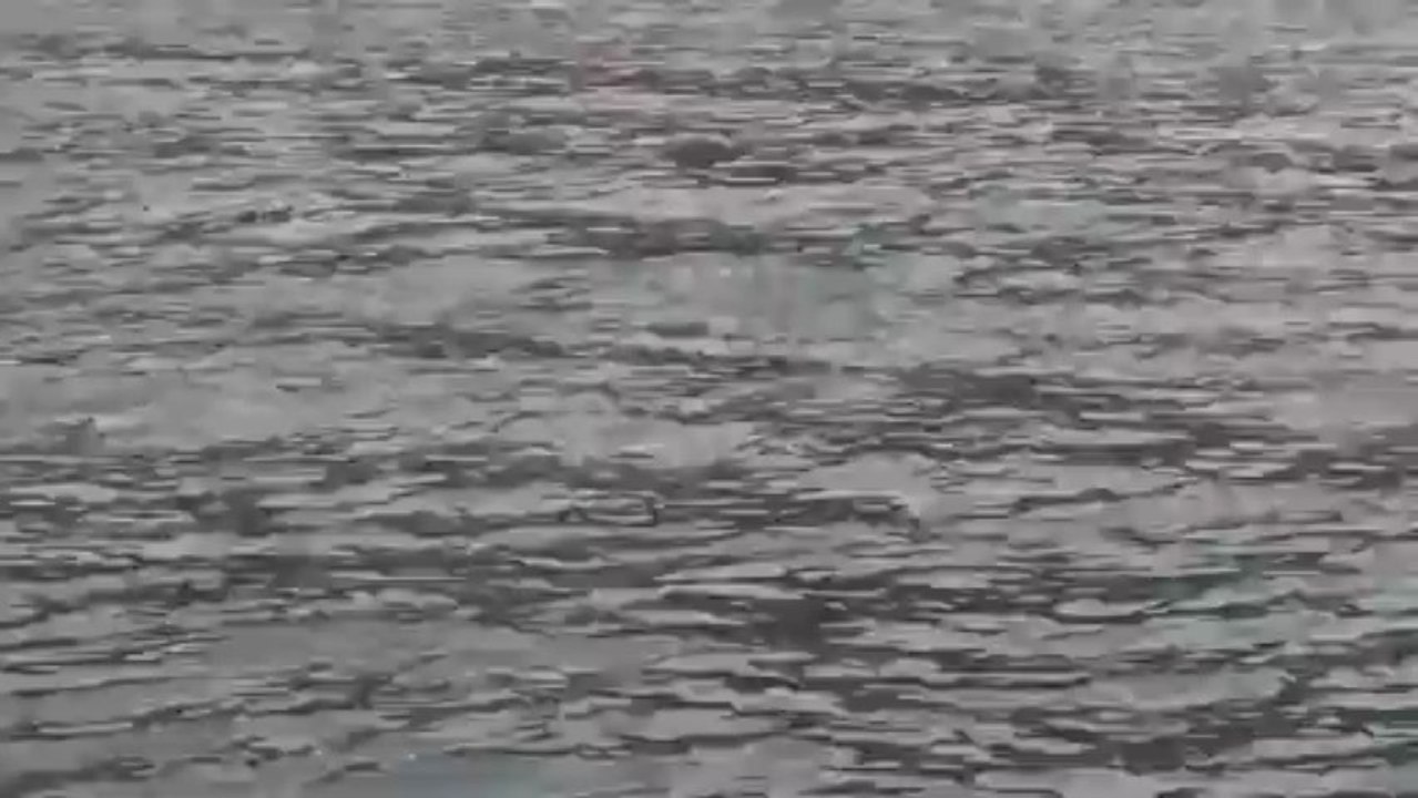 Grands Dauphins - Baie de Girolata (Corse) - le 25 avril 2013