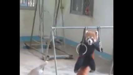 Jimnastikçi kızıl panda ödülü kaptı