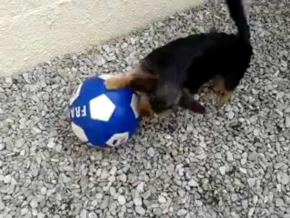 Cody joue au ballon...