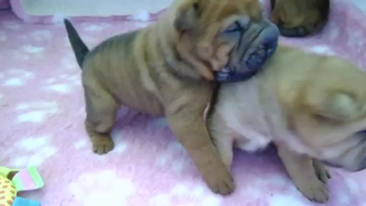 Chiots shar-peï du pays des cerises bleues