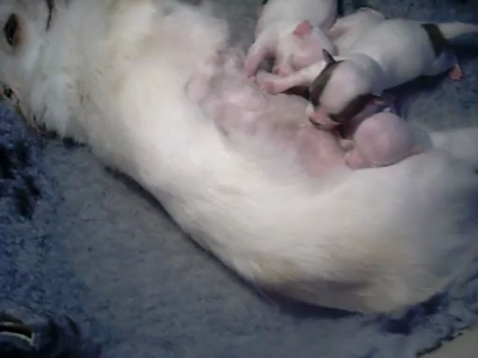 28 avril 2013 : tétée chiots Farine âgés de 5 jours