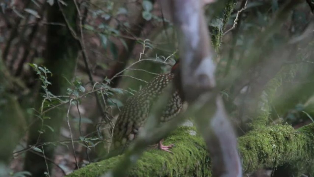 Tragopan de Cabot - Cabot's Tragopan - Tragopan caboti ssp caboti