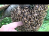 Déplacer un essaim d'abeilles avec les mains