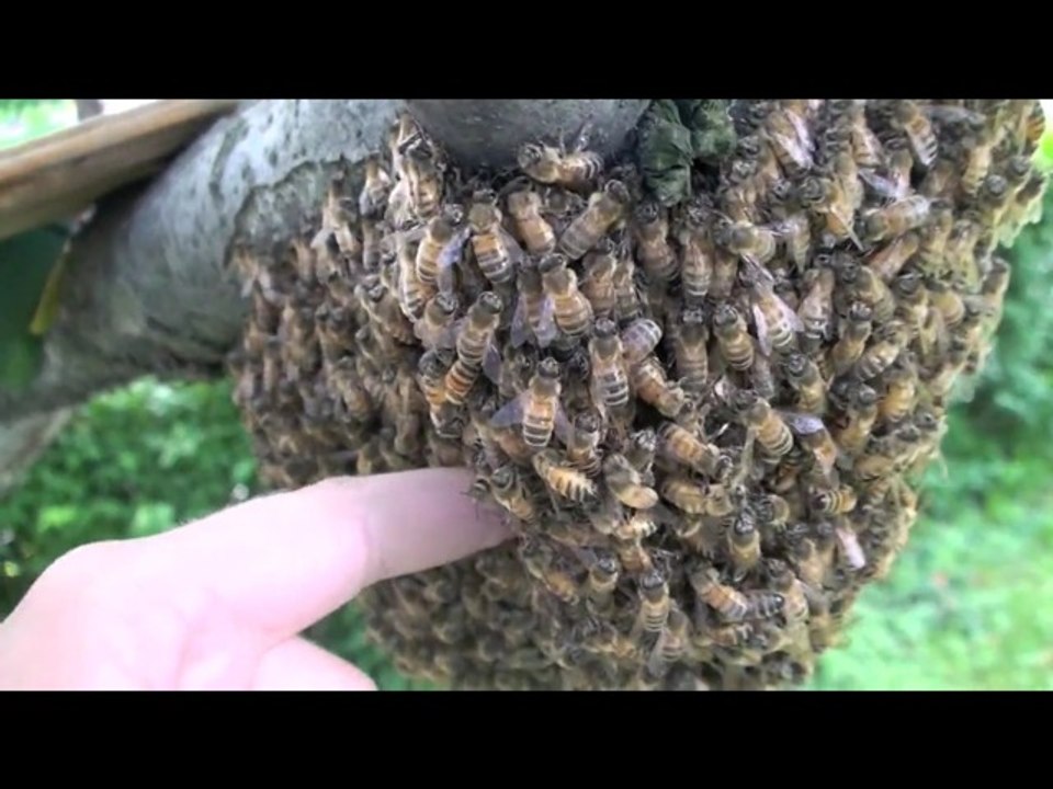 Déplacer un essaim d'abeilles avec les mains