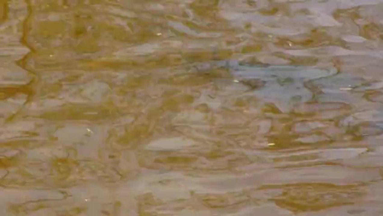 Les carpes à la Moutonnerie des Balnettes