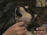 Un petit malamute d'Alaska fait son premier hurlement