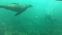 Snorkeling aux Galapagos II