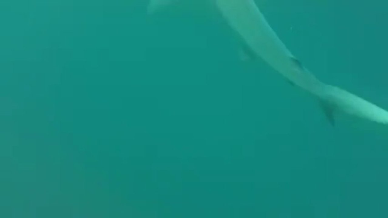 Nage avec les requins