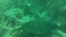 Snorkeling aux Galapagos IV