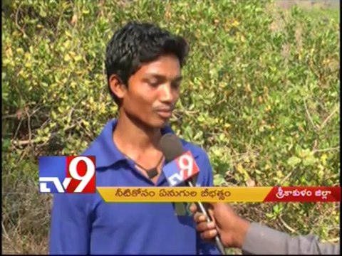 Villagers threatened by hungry elephants in Srikakulam