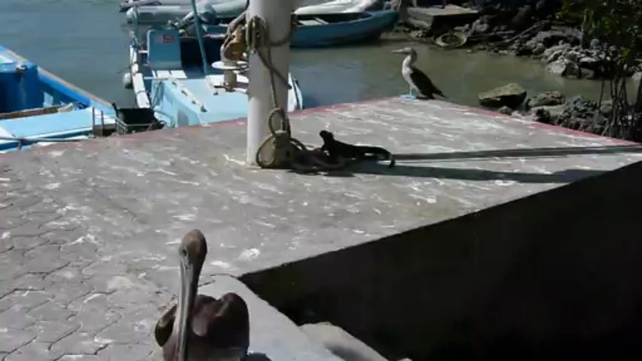 Marché aux poissons de Santa Cruz