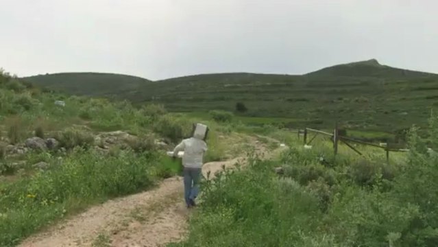 Griechischer Honig als Erfolgsmodell - dank gesunder Bienen