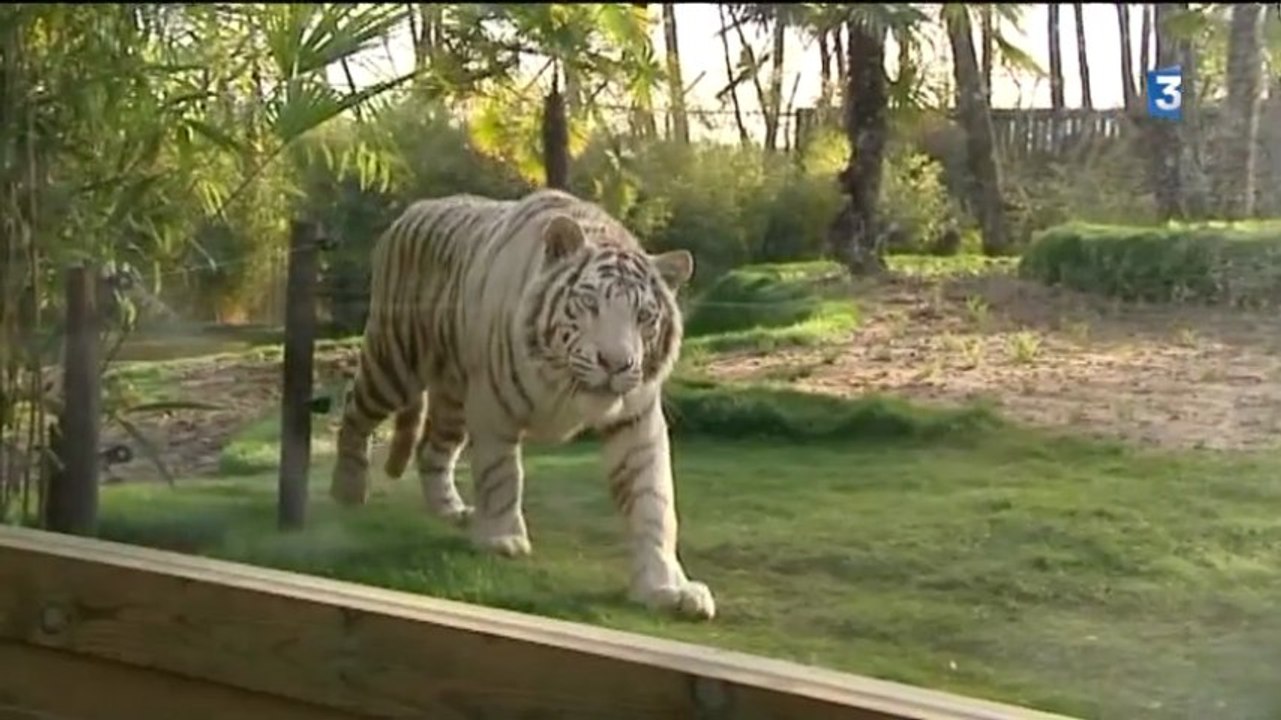 La Flèche dormir avec les tigres