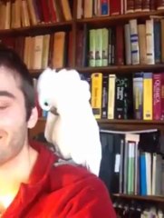 VIDEO Un perroquet danse sur du Daft Punk