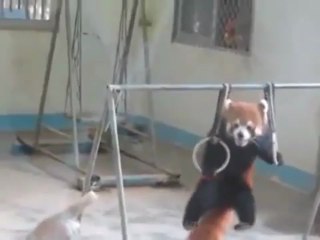Ce panda roux sait faire de la gymnastique