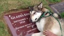 En Video: el sentido llanto de un perrito sobre la tumba de su dueña