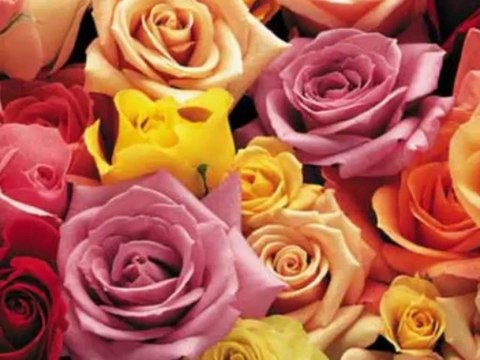 Nasheed italiano Questo è l'hijab Nuova Versione- Mamdouh