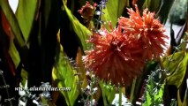 Nature Stock Footage - Video Backgrounds - Blooms 0506 - Stock Video