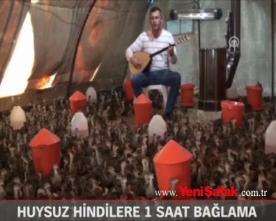 Huysuz hindilere günde bir saat bağlama