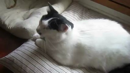 2013-04-29-a-Progrès de Capucine