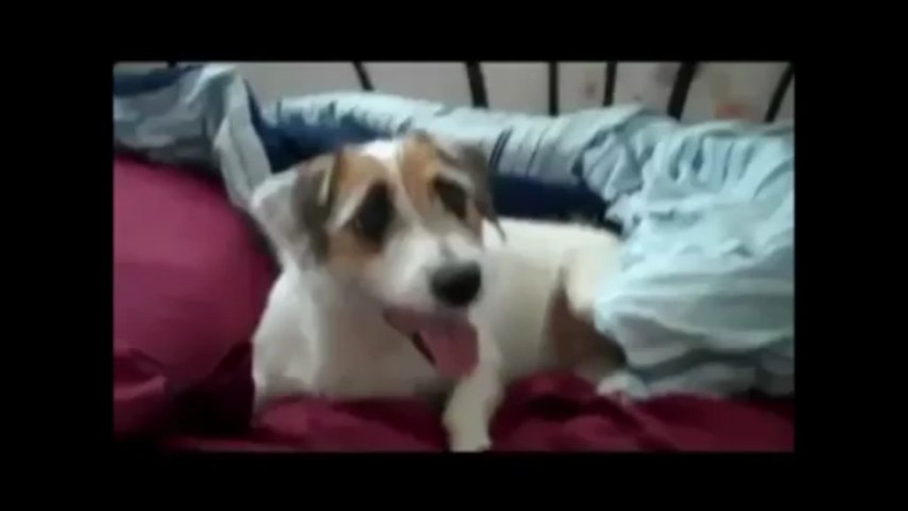 How to train your dog in advanced methods - Best Dog Obedience training