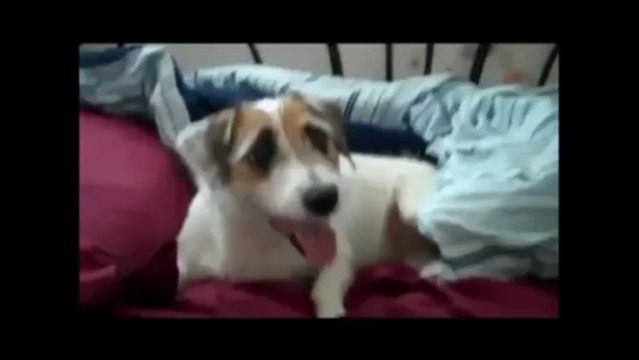 How to train your dog in advanced methods - Best Dog Obedience training