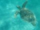 mayotte tortue 3