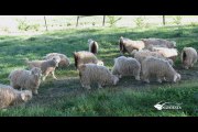 Pure American Naturals | Meet Our Angora Goats | Mohair Production