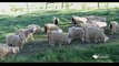 Pure American Naturals | Meet Our Angora Goats | Mohair Production