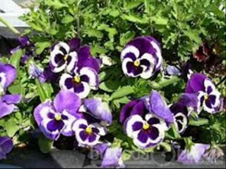 İSHAK DANIŞ AMENERRASULÜ