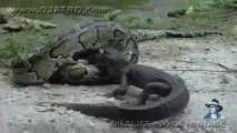 Un python mange un alligator