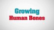 Israeli Scientists to Grow Bones