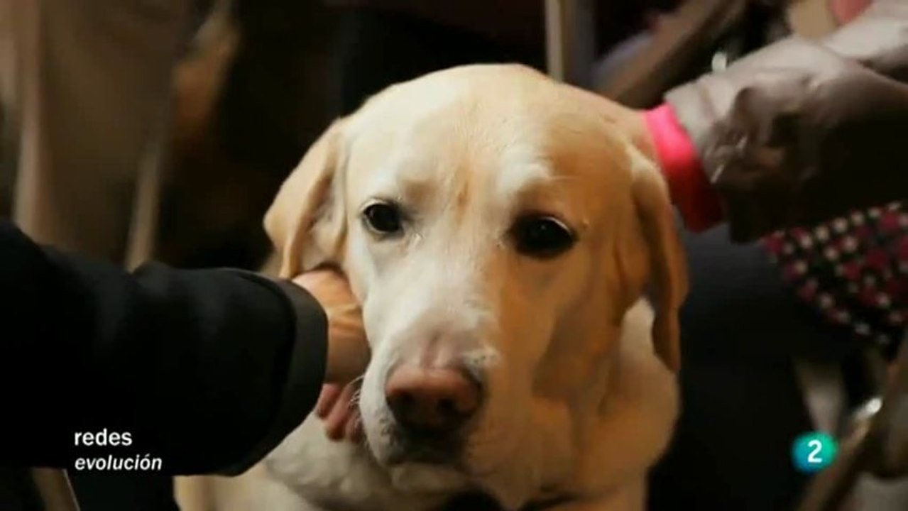Perros guia: Elsa Punset