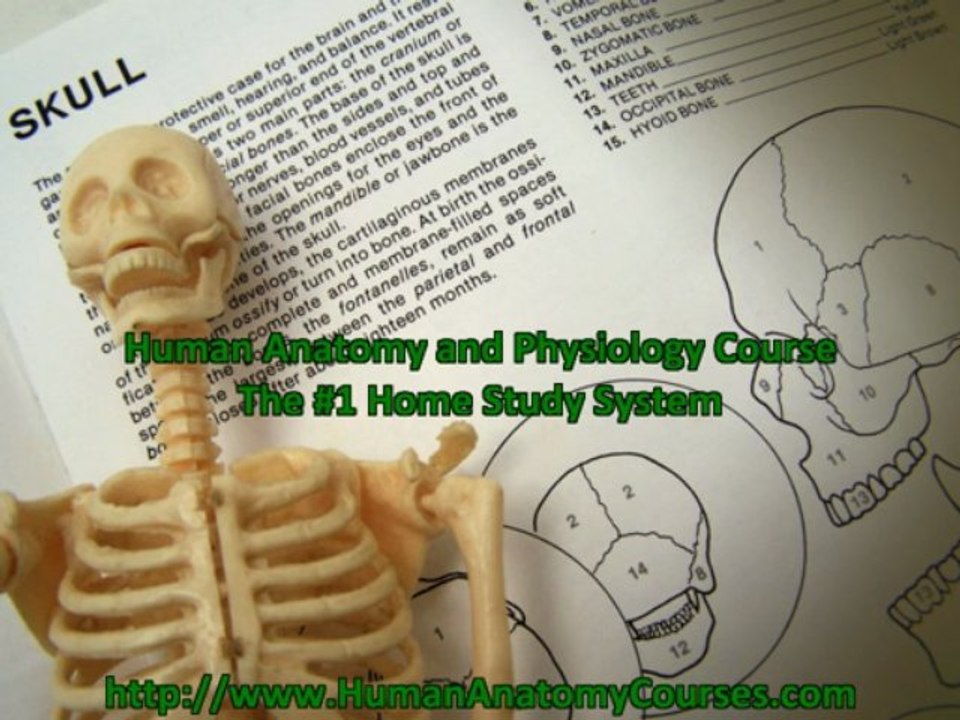 Free 3d Anatomy Software Here - #1 Rated Home Study Program