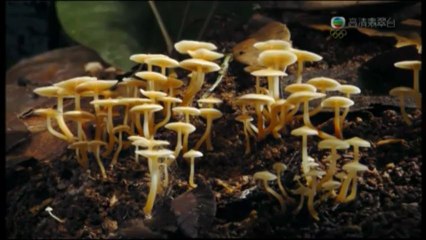 Planet Earth天與地08 Jungles