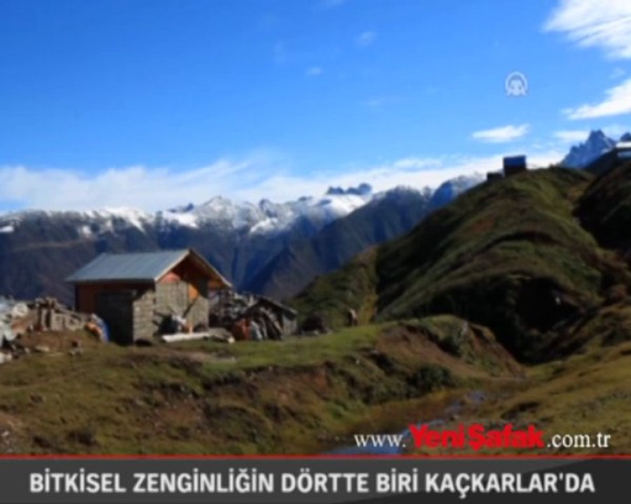 Bitkisel zenginliğin dörtte biri Kaçkarlar'da