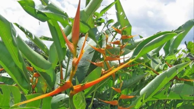 Mike Oldfield Foreign Affair Par Fernand