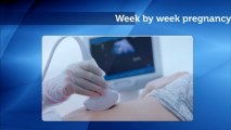 Week By Week Pregnancy