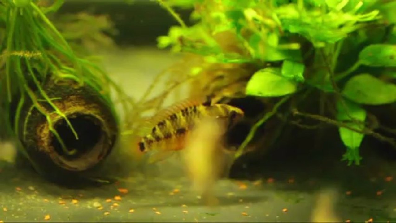 couple hongsloi 30 avril 2013