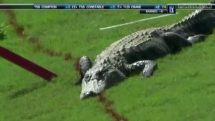 Un alligator à trois pattes parcourt le green en plein tournoi de golf