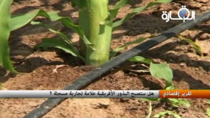 البالافون آلة موسيقية تنشد الحداثة